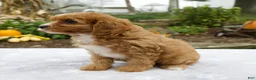 Cavapoo dogs for sale: Tori - Ad 5