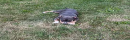 American Bully dogs for sale: Missy - Ad 3
