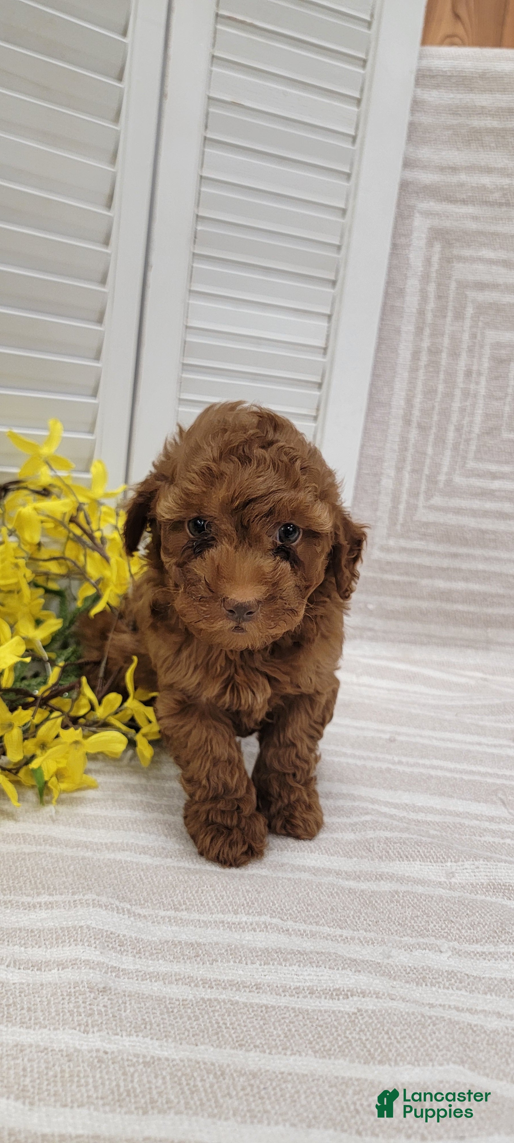 Cockapoo dogs Ramsey - Ad 1