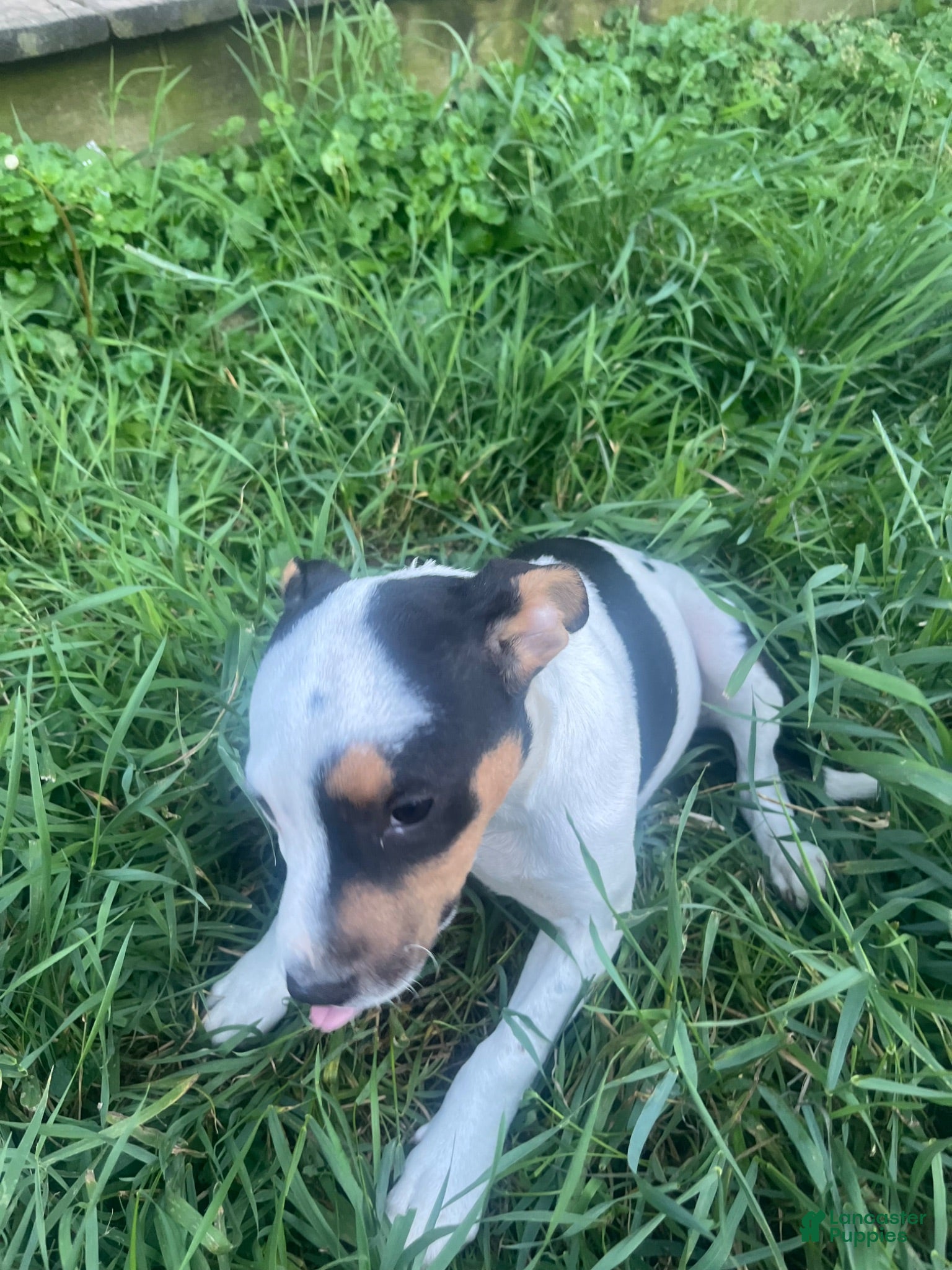 Mixed Breed dogs Bell - Ad 10