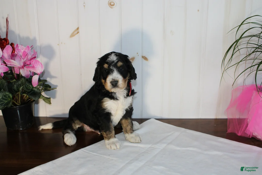 Bernedoodle dogs for sale: Smooch - Ad 3