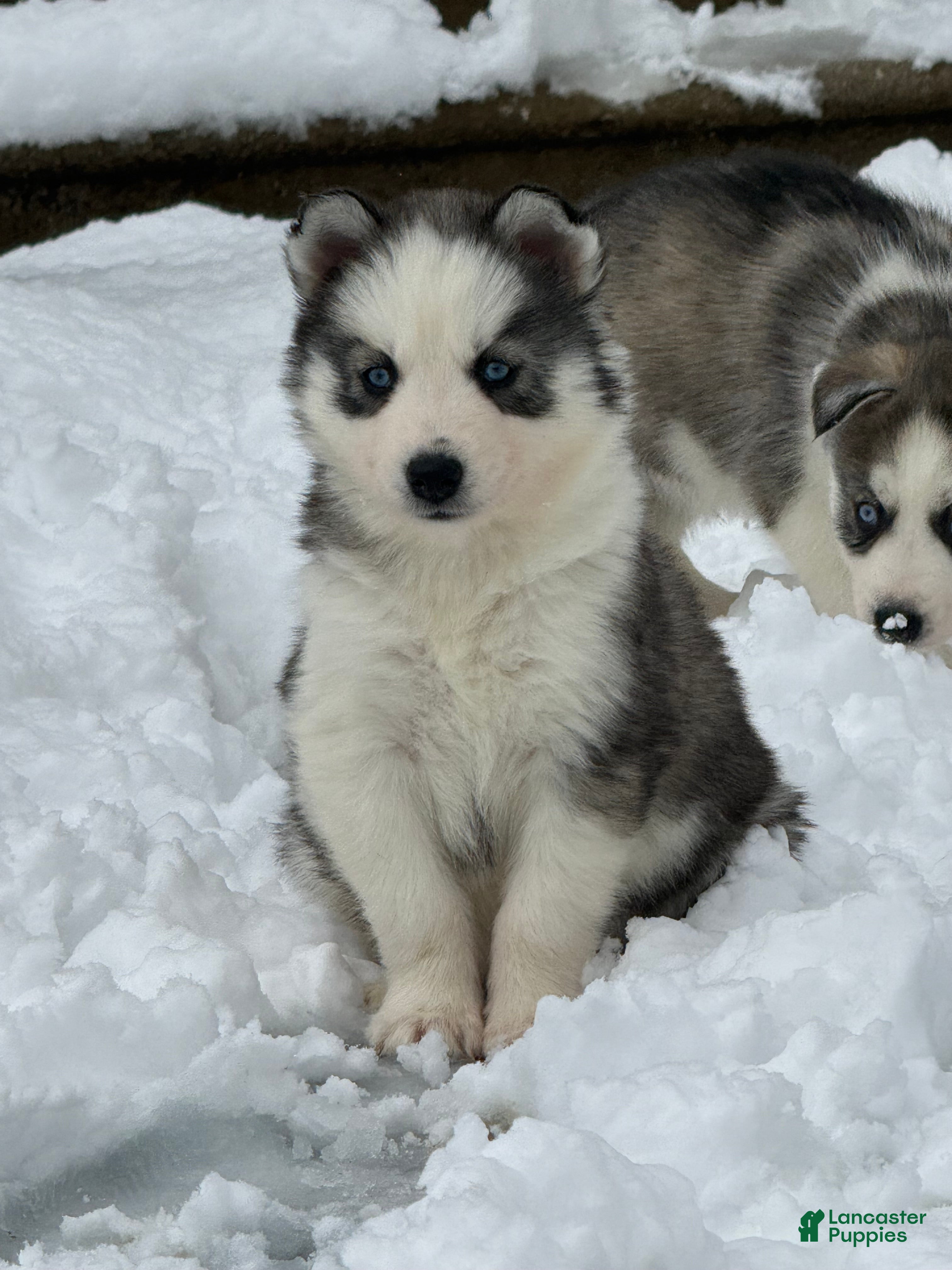 Siberian Husky dogs Ember - Ad 3