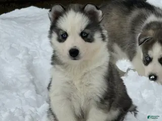 Siberian Husky dogs Ember - Ad 3