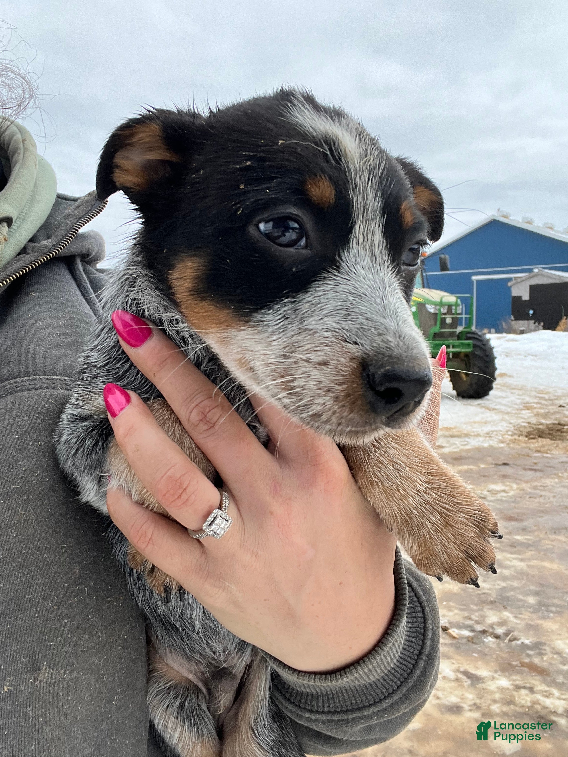 Australian Cattle Dog dogs Quinn - Ad 38