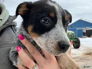 Australian Cattle Dog dogs Quinn - Ad 38