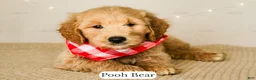 Goldendoodle dogs for sale: Pooh Bear - Ad 9