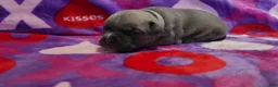 American Bully dogs for sale: January - Ad 3
