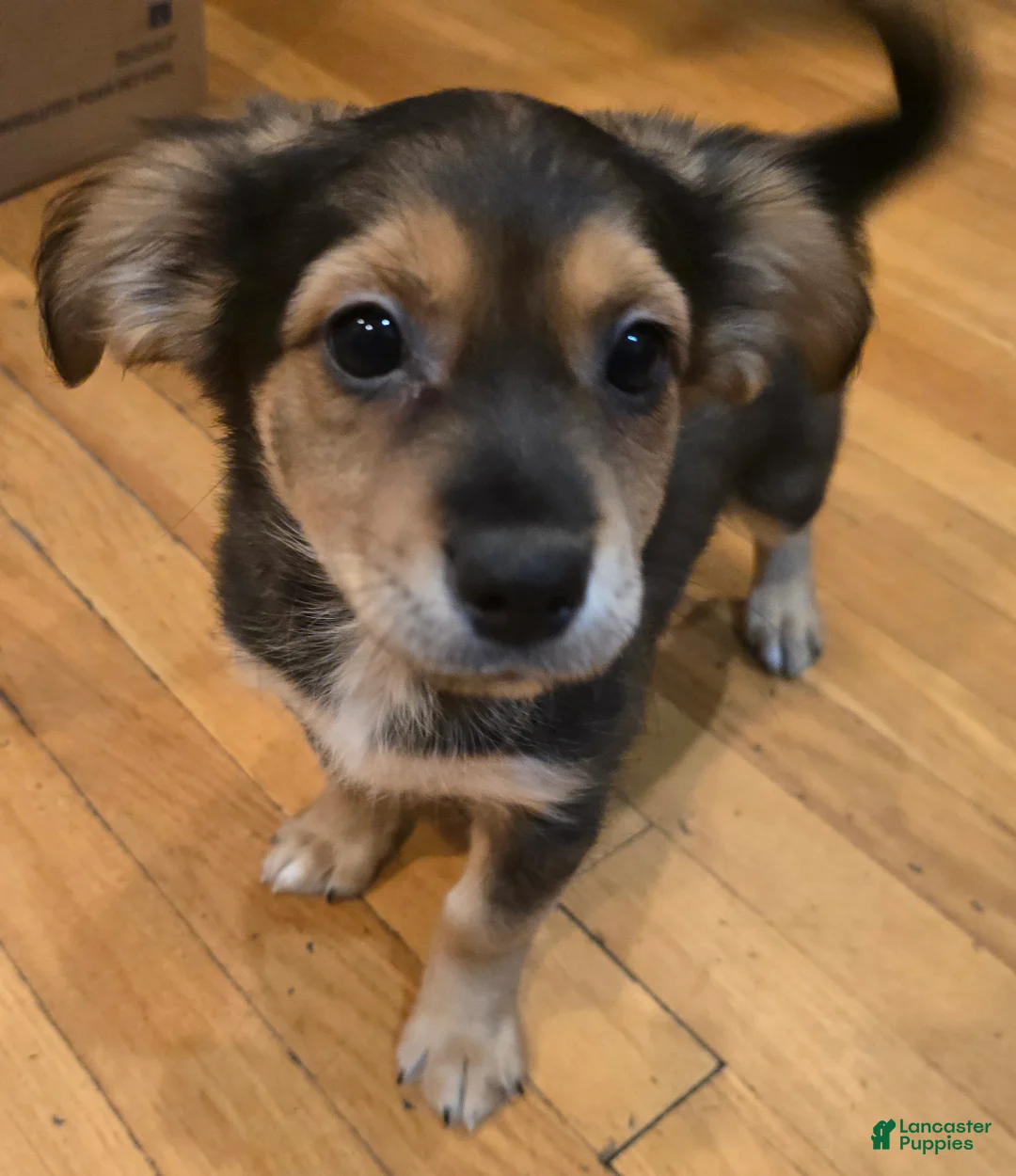 Mixed Breed dogs for sale: Mixed Breed Puppy 1 - Ad 1