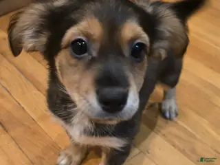 Mixed Breed dogs Mixed Breed Puppy 1 - Ad 15