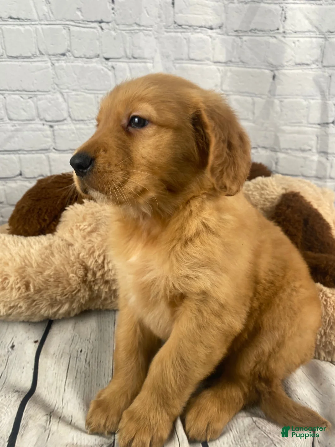 Golden Retriever dogs for sale: Dale - Ad 1