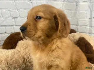 Golden Retriever dogs for sale: Dale - Ad 2
