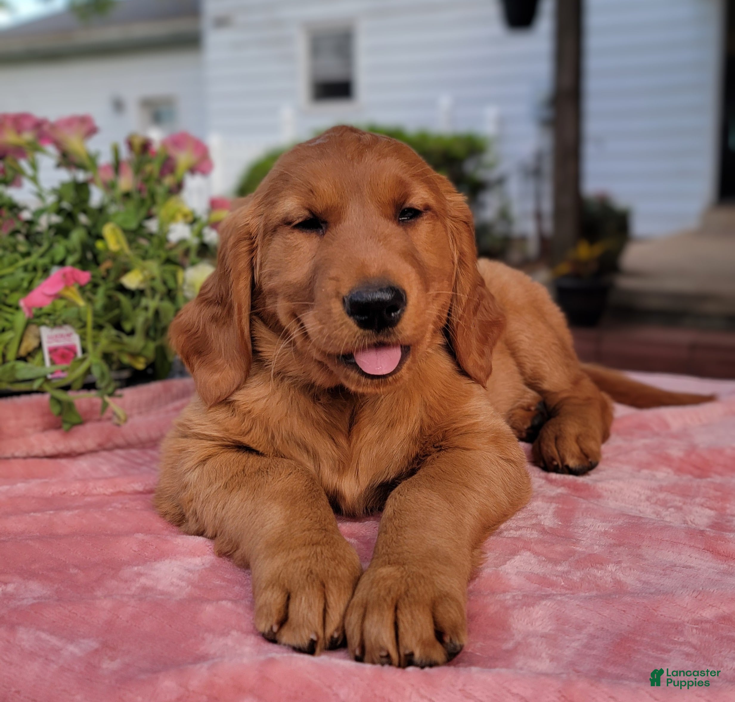 Golden Retriever dogs Hazel - Ad 2