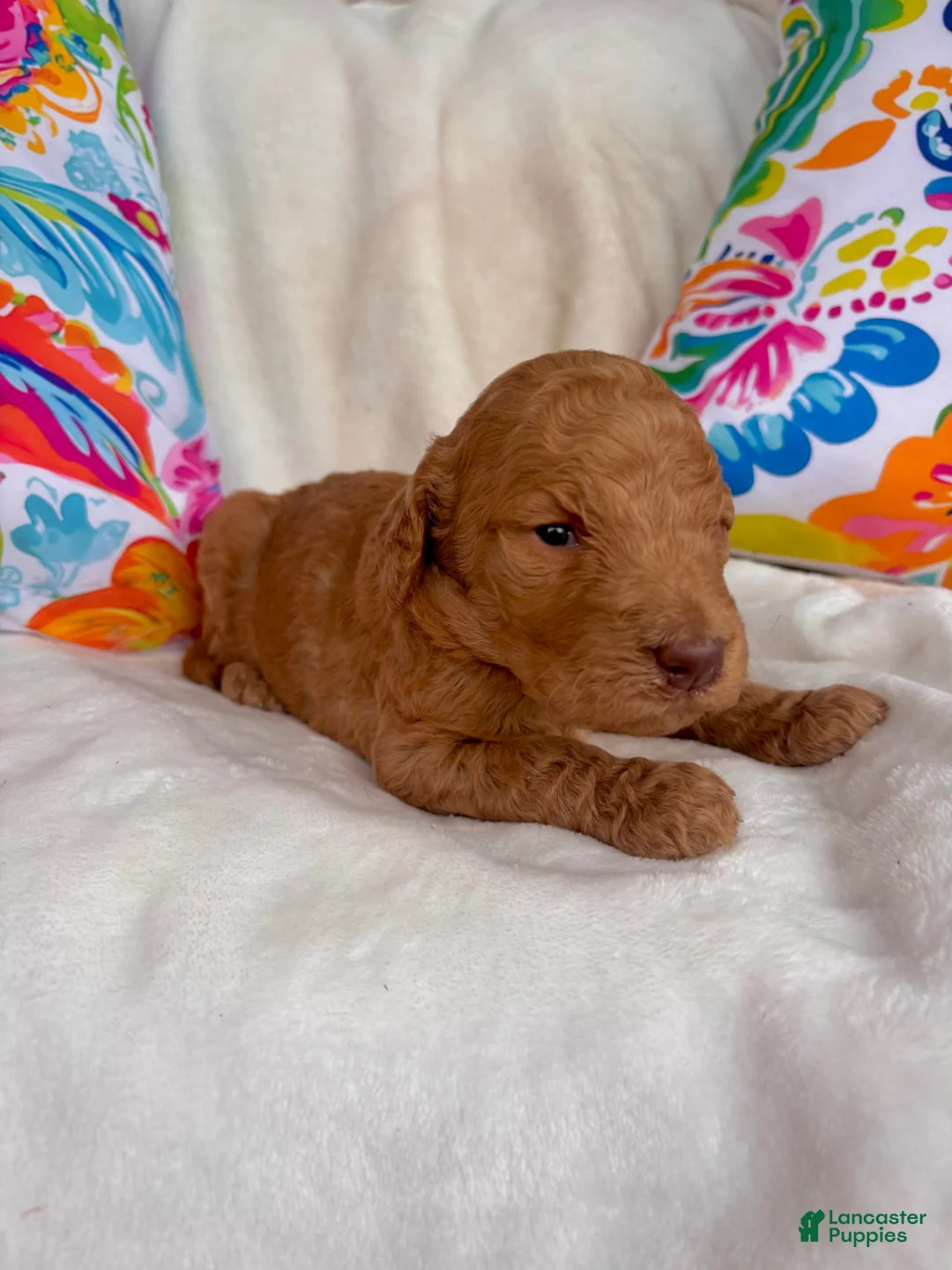 Goldendoodle dogs for sale: Goldendoodle Puppy 2 - Ad 2