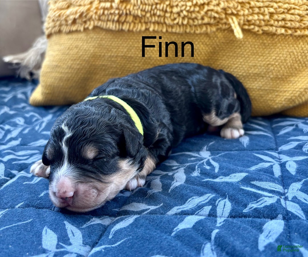 Mini Bernedoodle dogs for sale: Mini Bernedoodle Puppy 3 - Ad 2