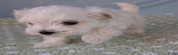 Maltese dogs for sale: Crescent - Ad 2