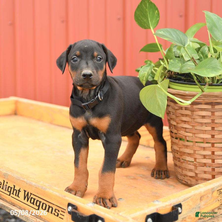 Doberman Pinscher dogs Rhianna - Ad 1