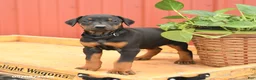 Doberman Pinscher dogs for sale: Rhianna - Ad 1