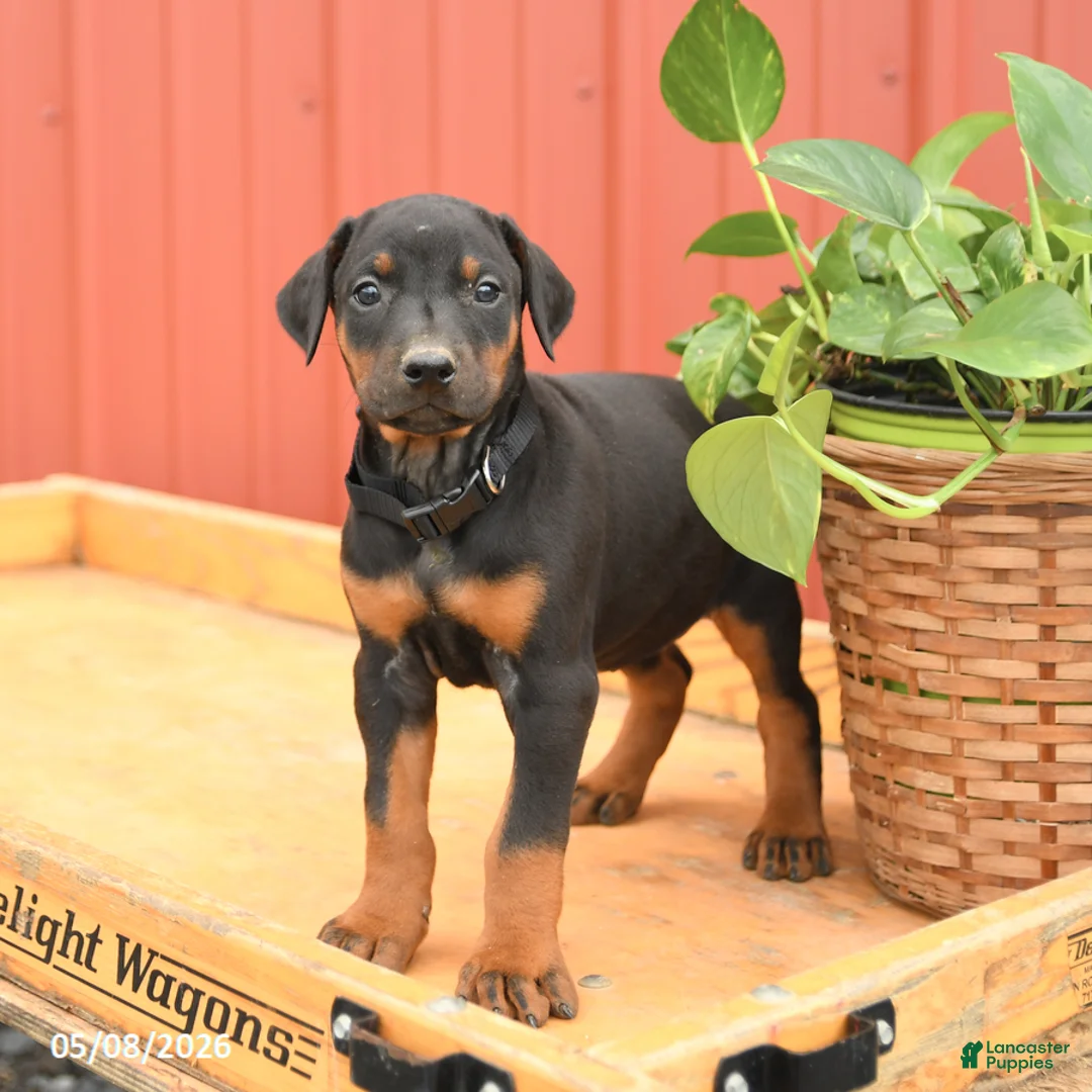 Doberman Pinscher dogs for sale: Rhianna - Ad 1