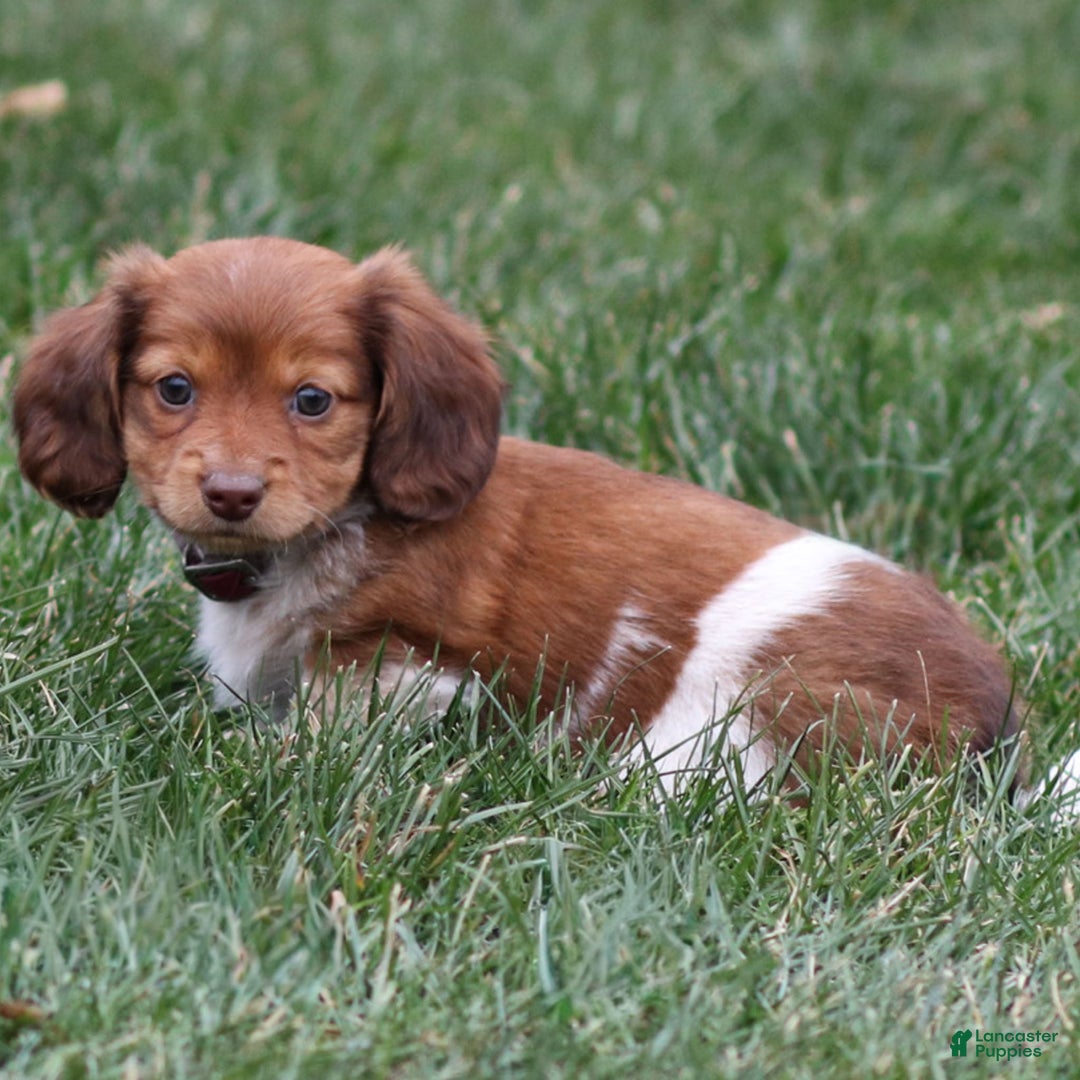 Dachshund dogs for sale: Hattie - Ad 4