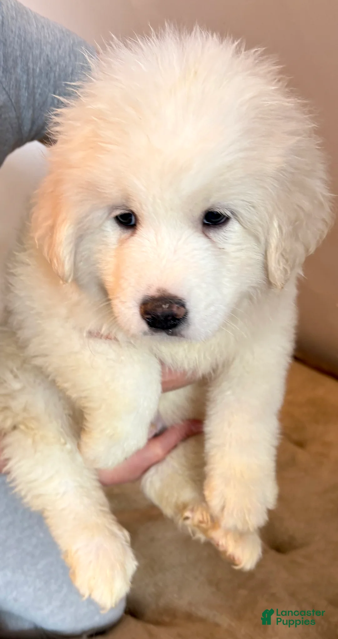 Great Pyrenees dogs for sale:  Puppy 3 (Blue Collar) - Ad 1