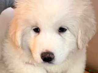 Great Pyrenees dogs Puppy 3 (Blue Collar) - Ad 6