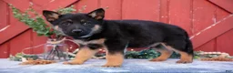 German Shepherd dogs for sale: Axel - Ad 2