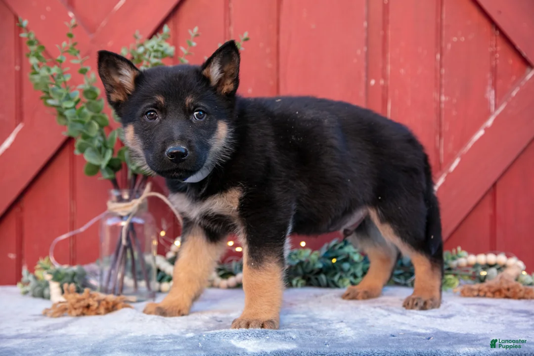 German Shepherd dogs for sale: Axel - Ad 2