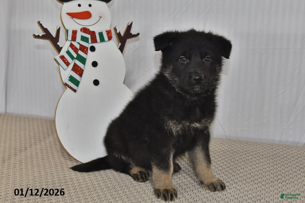 German Shepherd dogs Melody - Ad 41