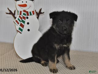 German Shepherd dogs Melody - Ad 41