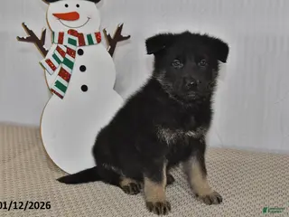 German Shepherd dogs Melody - Ad 20