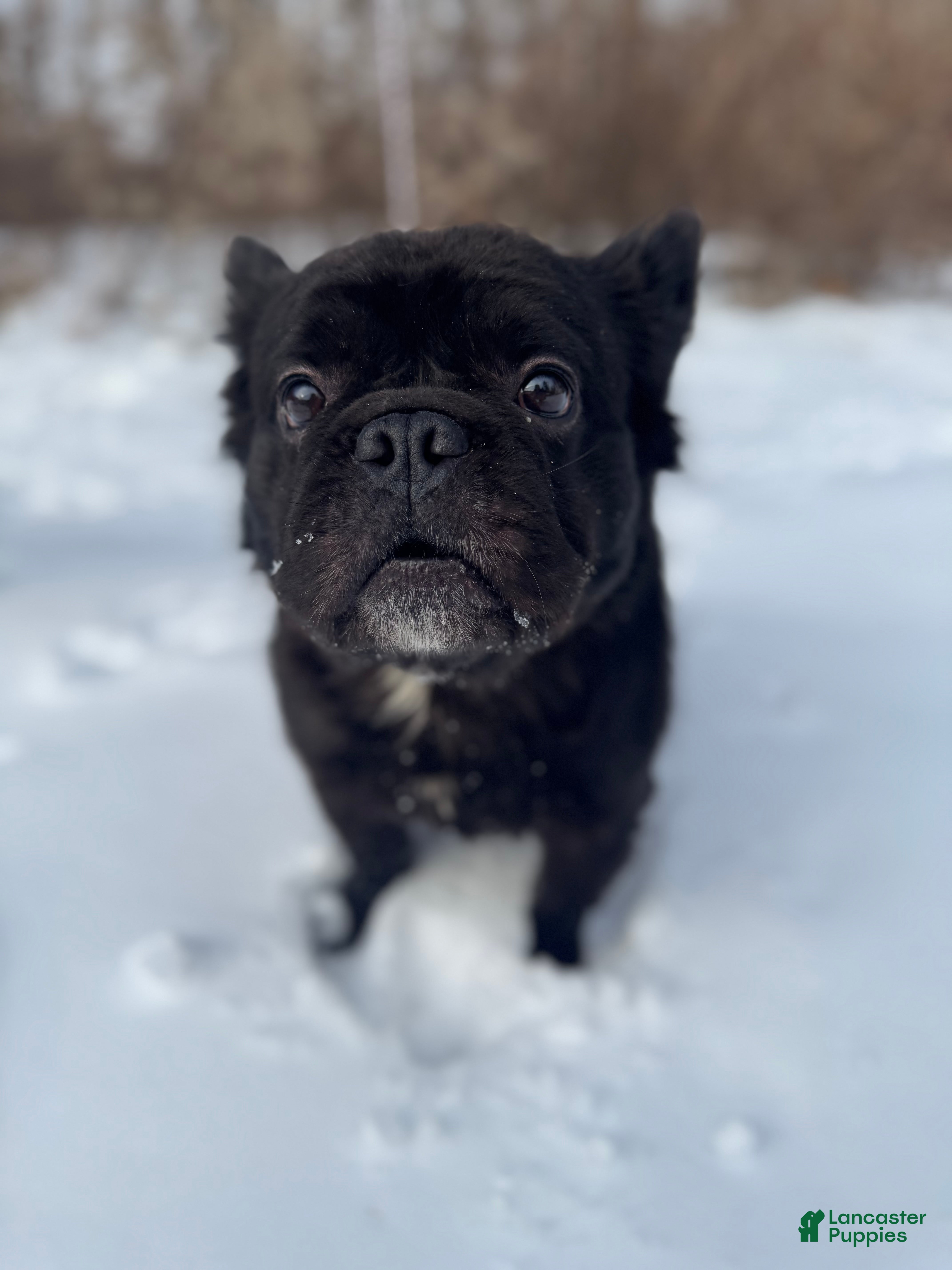 French Bulldog dogs Angus - Ad 4