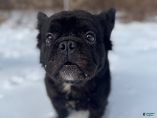 French Bulldog dogs Angus - Ad 4
