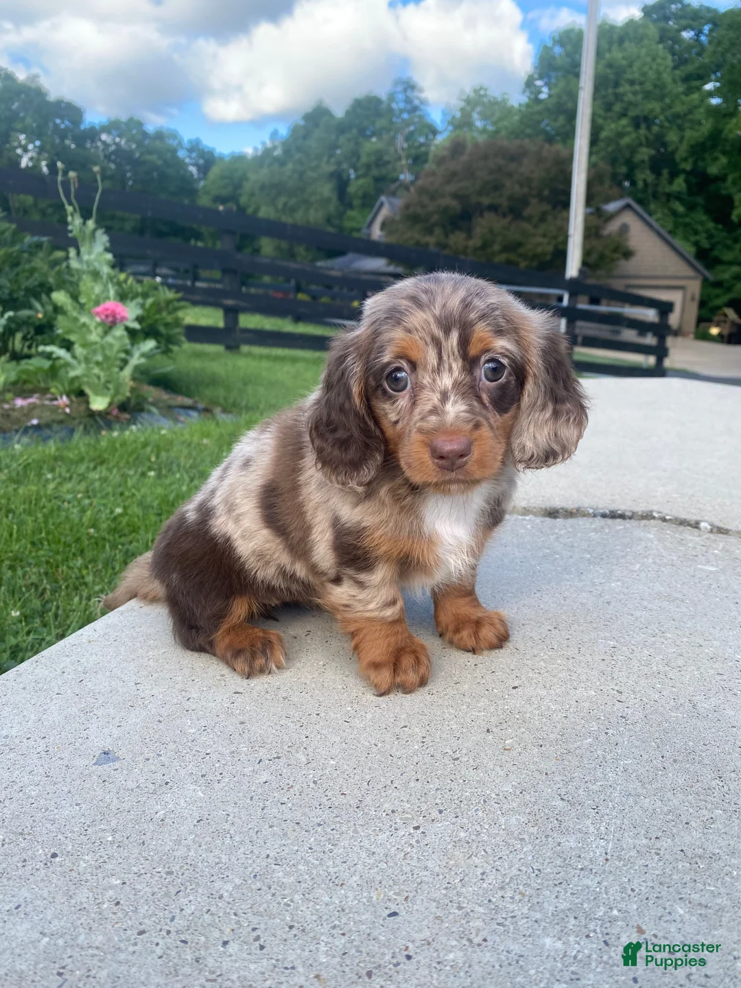Miniature Dachshund dogs for sale: Nora - Ad 13