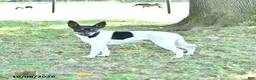 Rat Terrier dogs for sale: Zuma - Ad 7