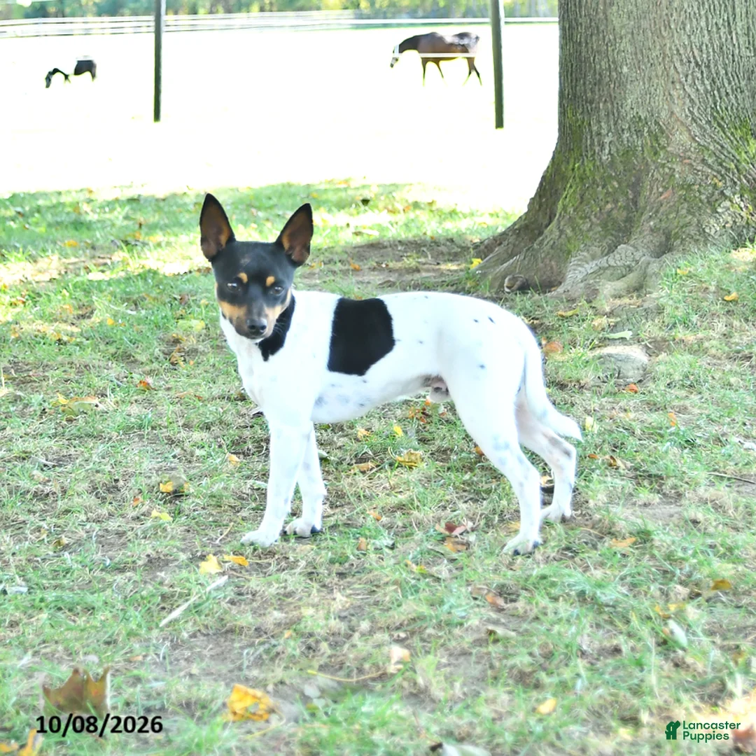 Rat Terrier dogs for sale: Zuma - Ad 7