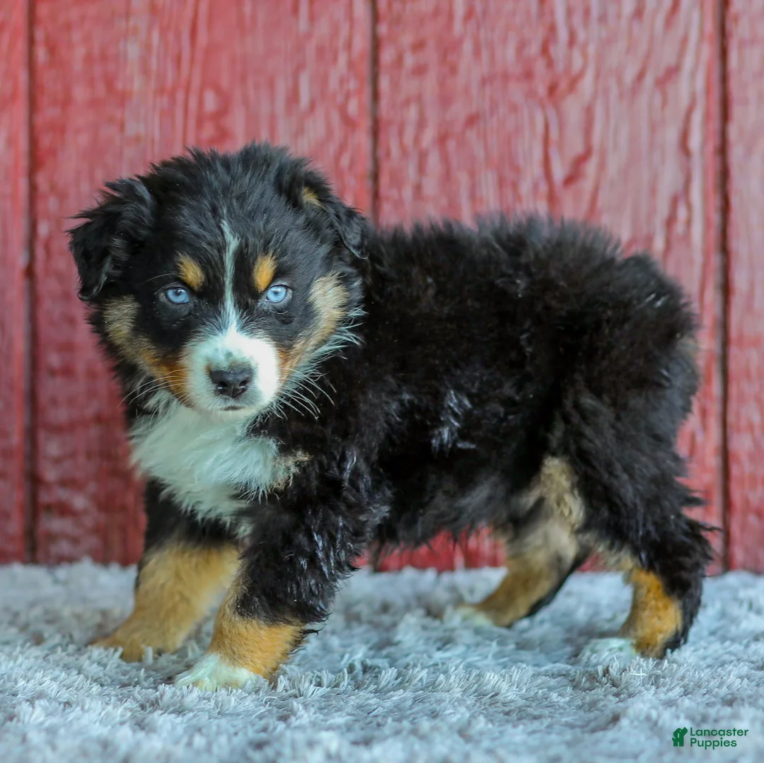 Australian Shepherd dogs for sale: Tristan - Ad 2
