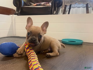 French Bulldog dogs - Ad 7