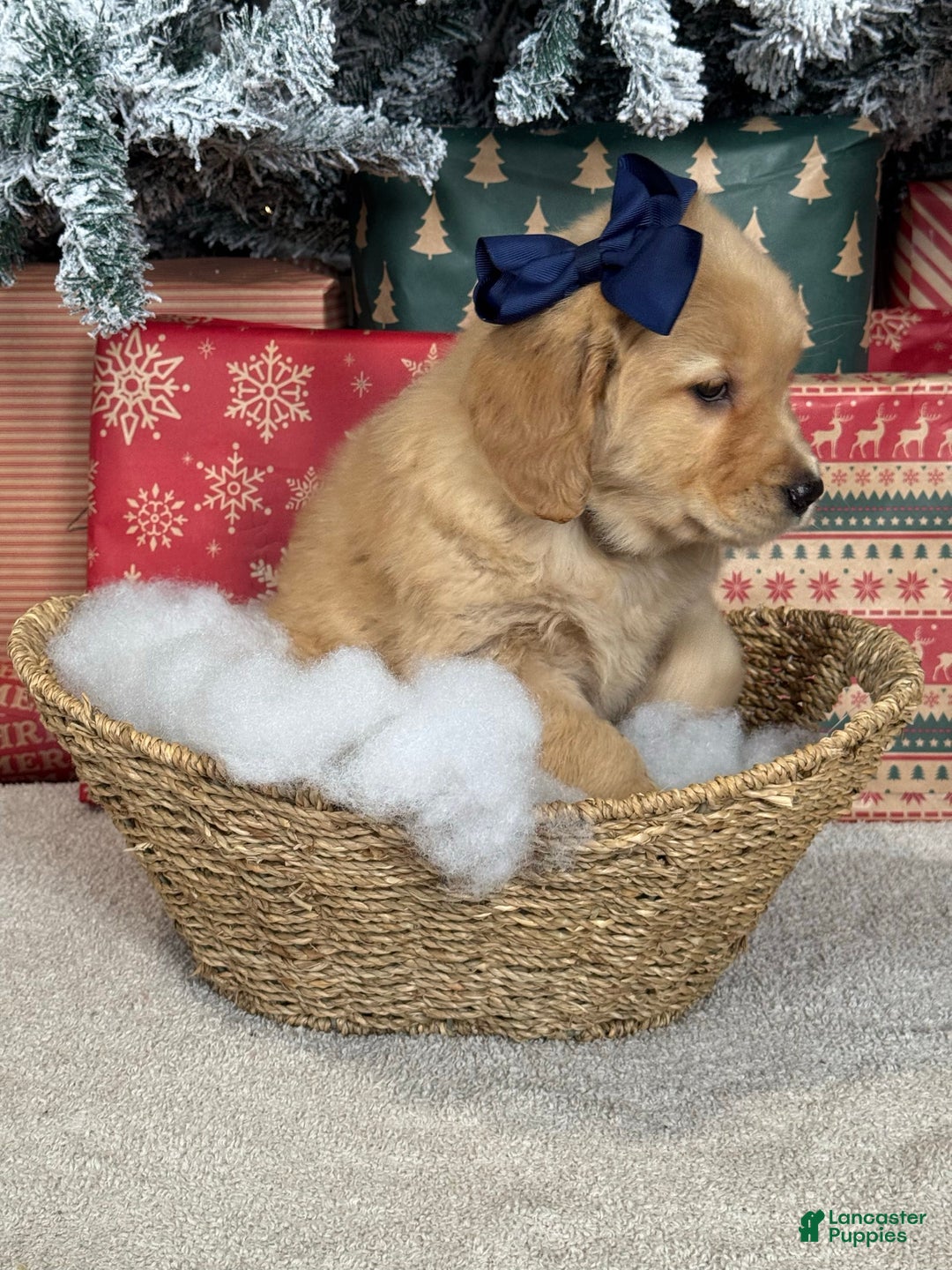 Golden Retriever dogs for sale: Snow - Ad 3