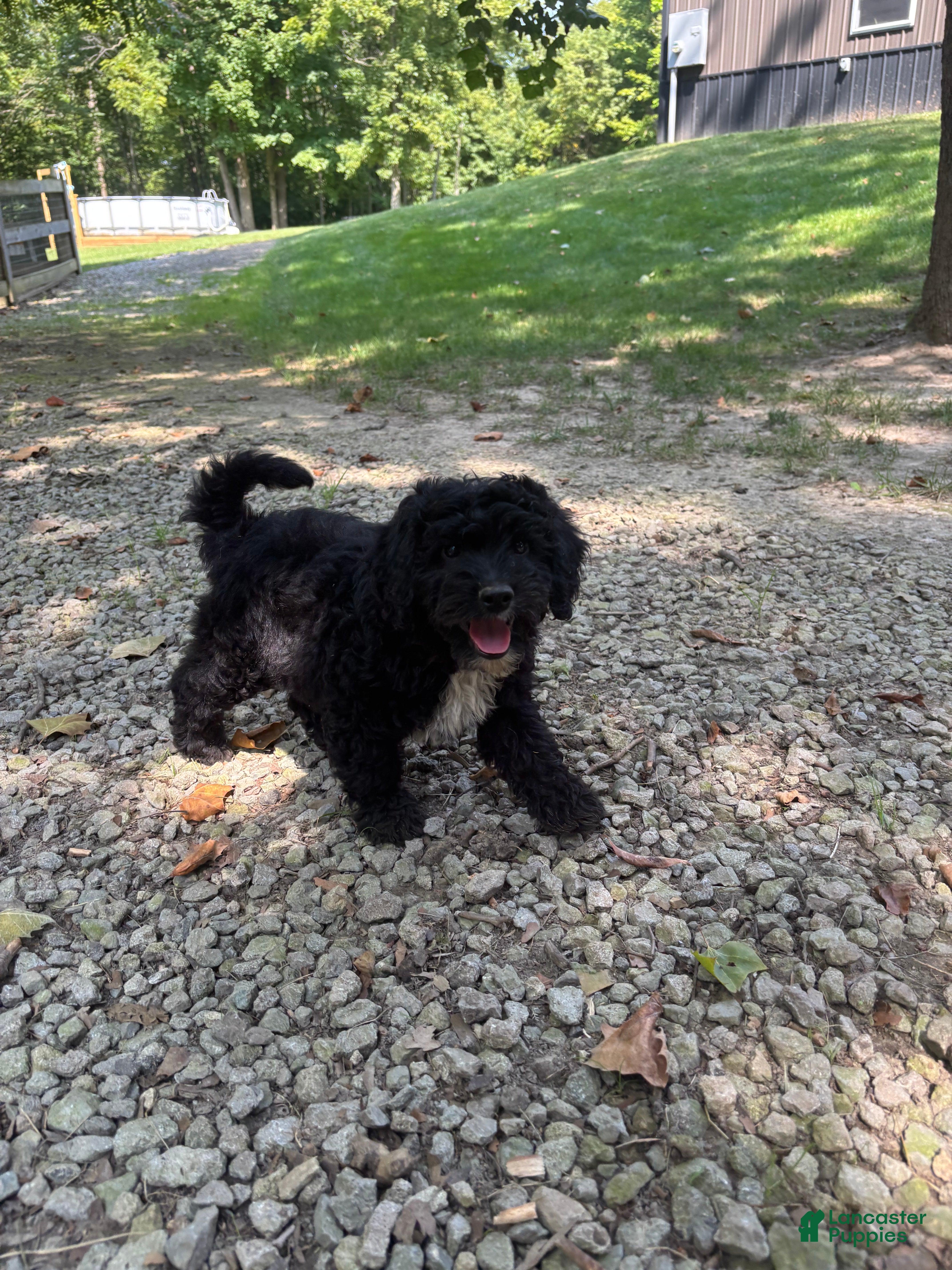 Mini Goldendoodle dogs Jasper - Ad 1