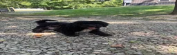 Mini Goldendoodle dogs for sale: Jasper - Ad 1