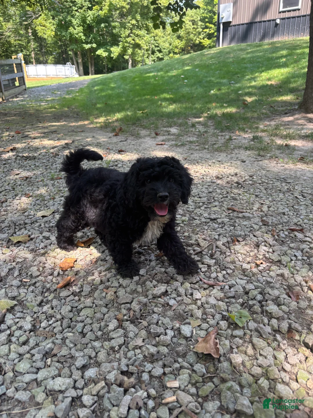 Mini Goldendoodle dogs for sale: Jasper - Ad 1