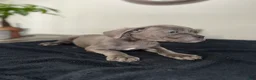 Mixed Breed dogs for sale: Grey 2 - Ad 7