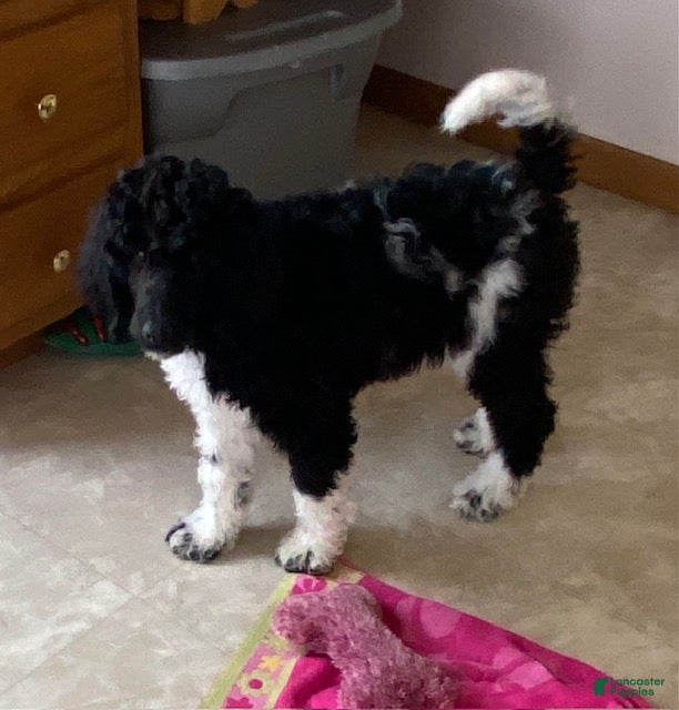 Standard Poodle dogs Katie- genetic clear - Ad 1