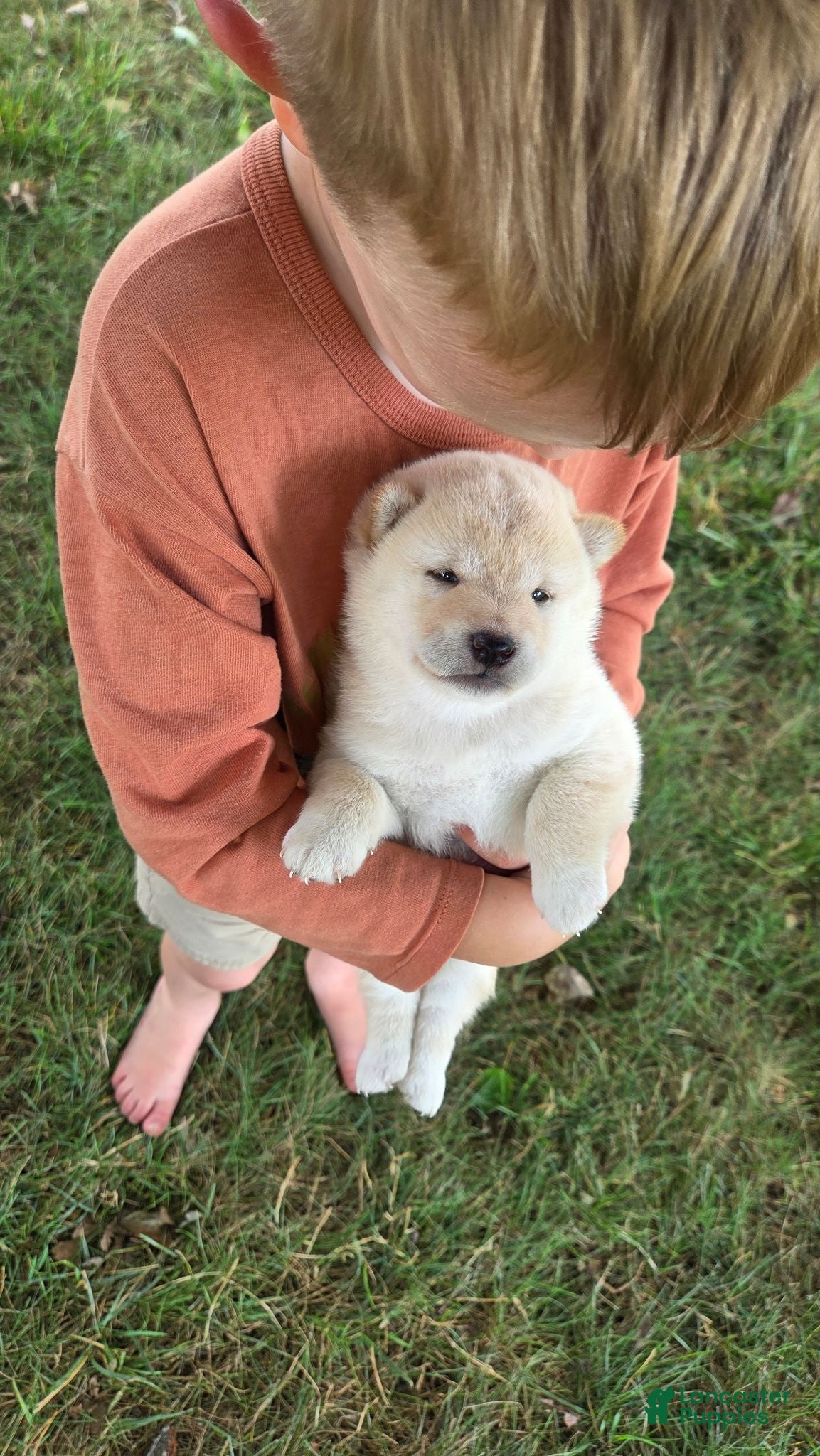 Shiba Inu dogs Crosby - Ad 1