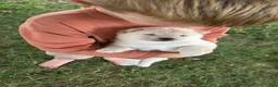 Shiba Inu dogs for sale: Crosby - Ad 1