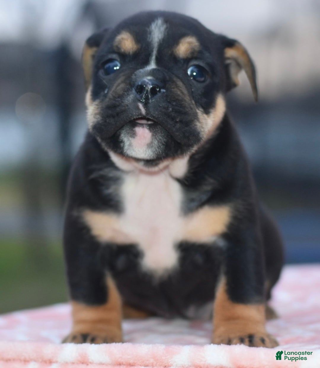 Mixed Breed dogs for sale: Emma tricolor hybrid  - Ad 5