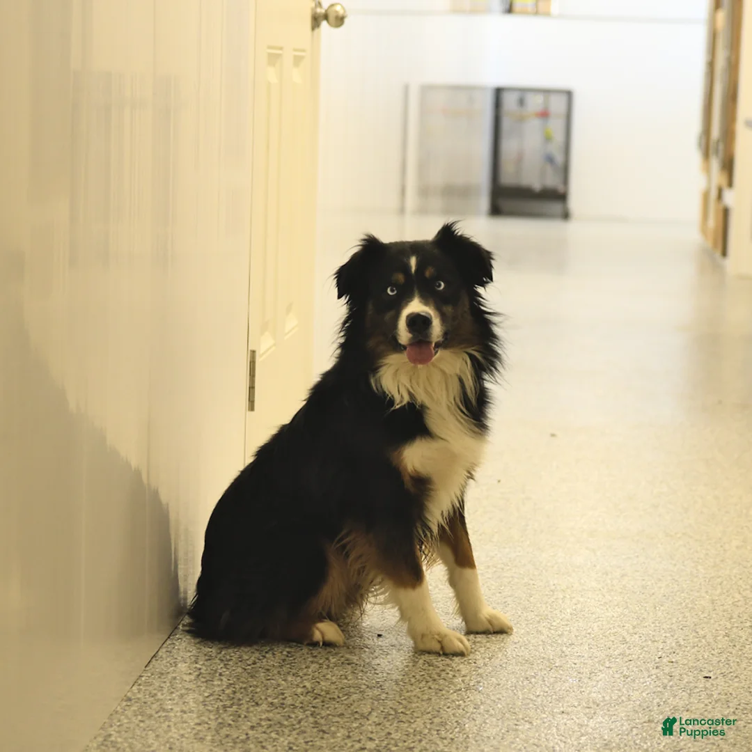 Miniature Australian Shepherd dogs for sale: Dante - Ad 7