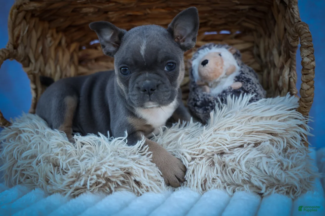 Frenchton dogs for sale: Poppy  - Ad 2