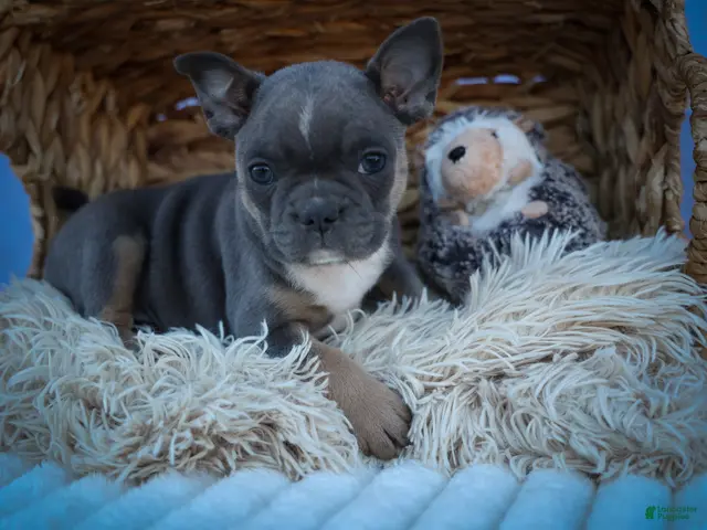 Frenchton dogs Poppy - Ad 2