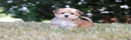 Morkie dogs for sale: Jana - Ad 3